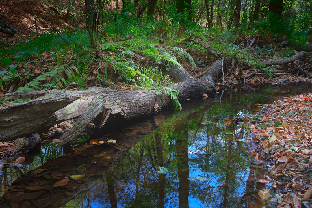 Arkansas land selling resources