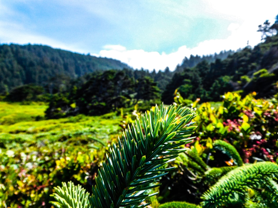 Selling forest land in Oregon