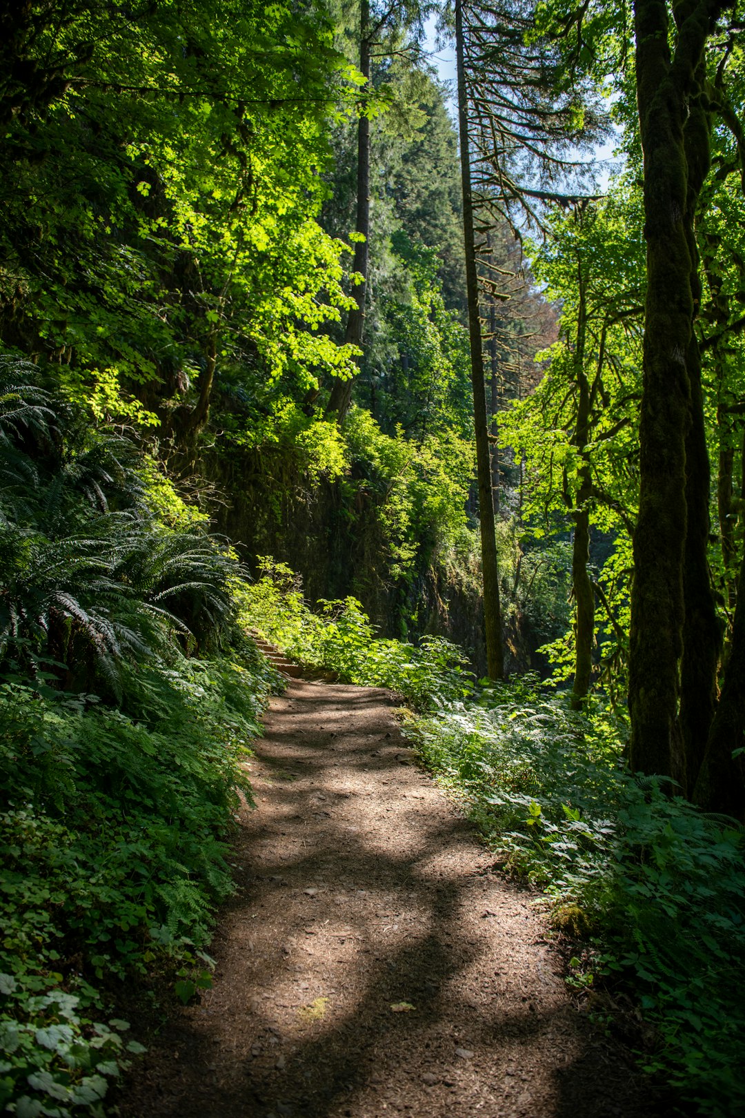 Sell forest land for cash in Utah