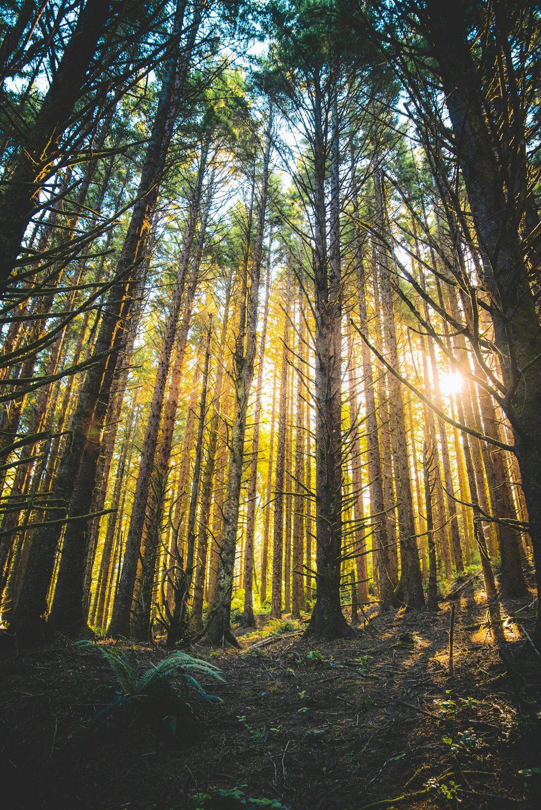 Montana raw land buyers