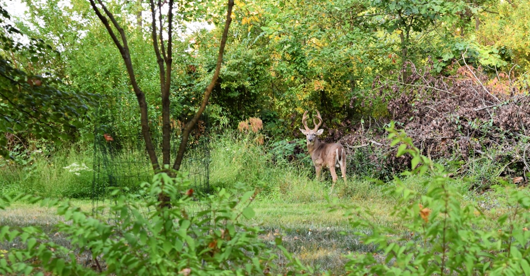 Indiana land sale quick