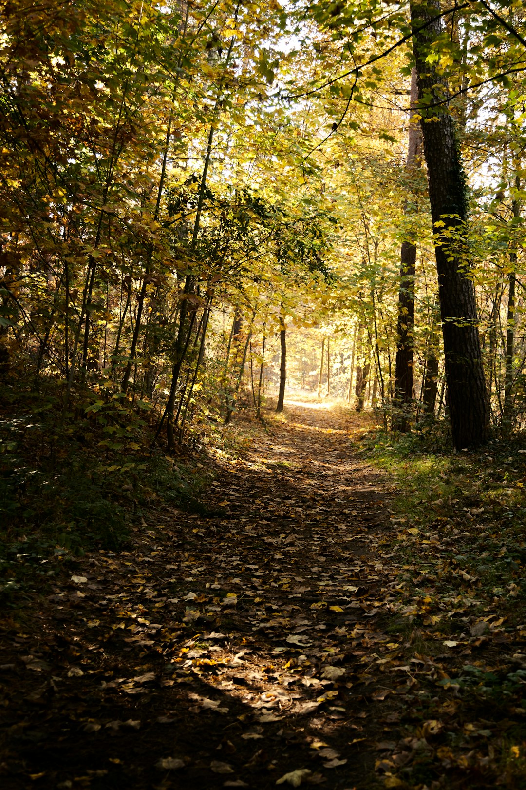 Selling Indiana land for quick cash