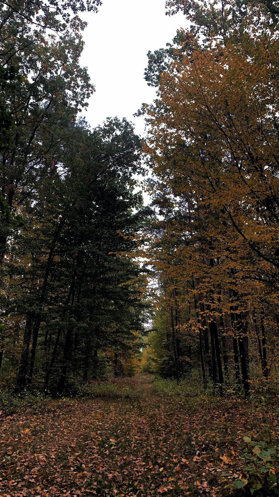 Cash for Indiana farmland property