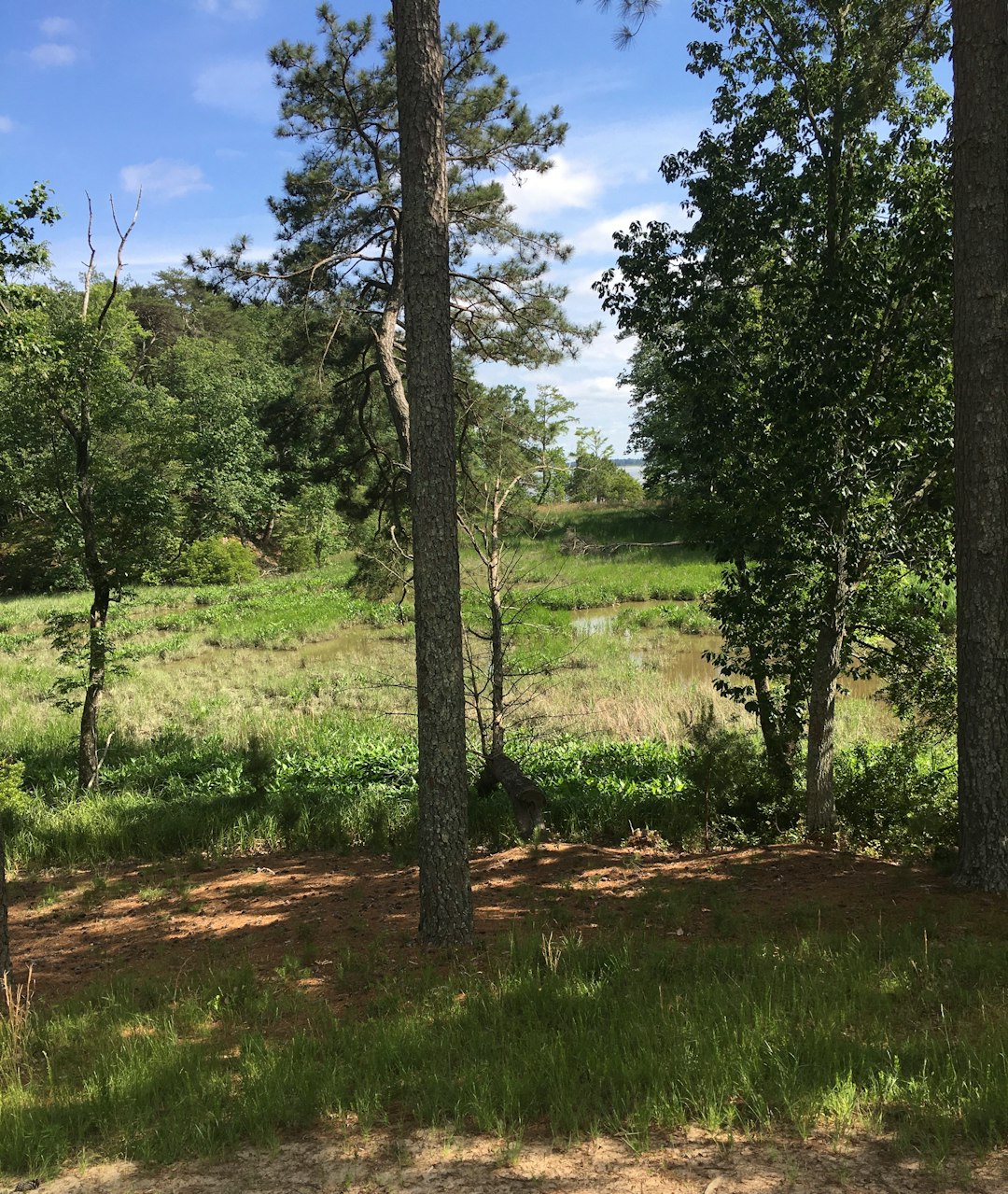 Cash buyer for wooded land in North Carolina