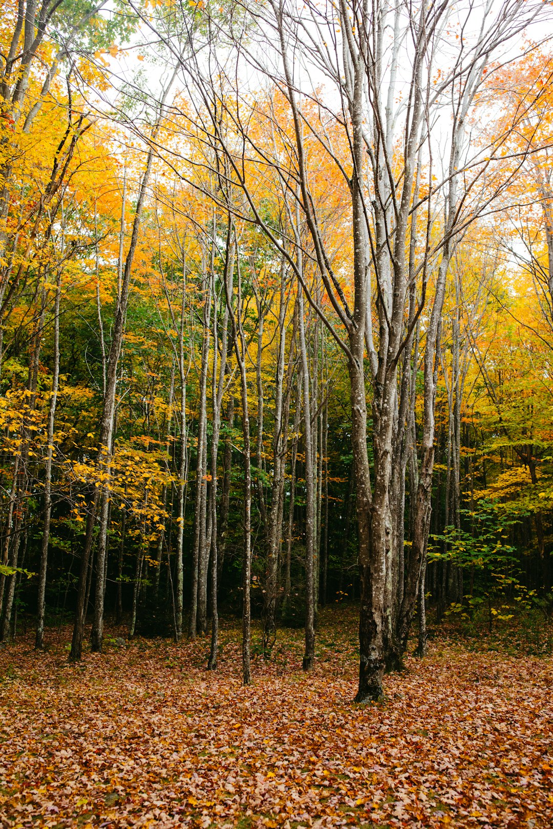 Cash for my Massachusetts farmland