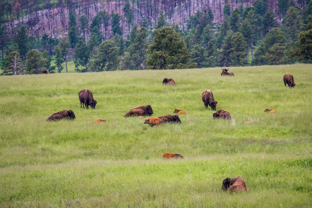 What is the Market Value of South Dakota Land When Selling for Cash?