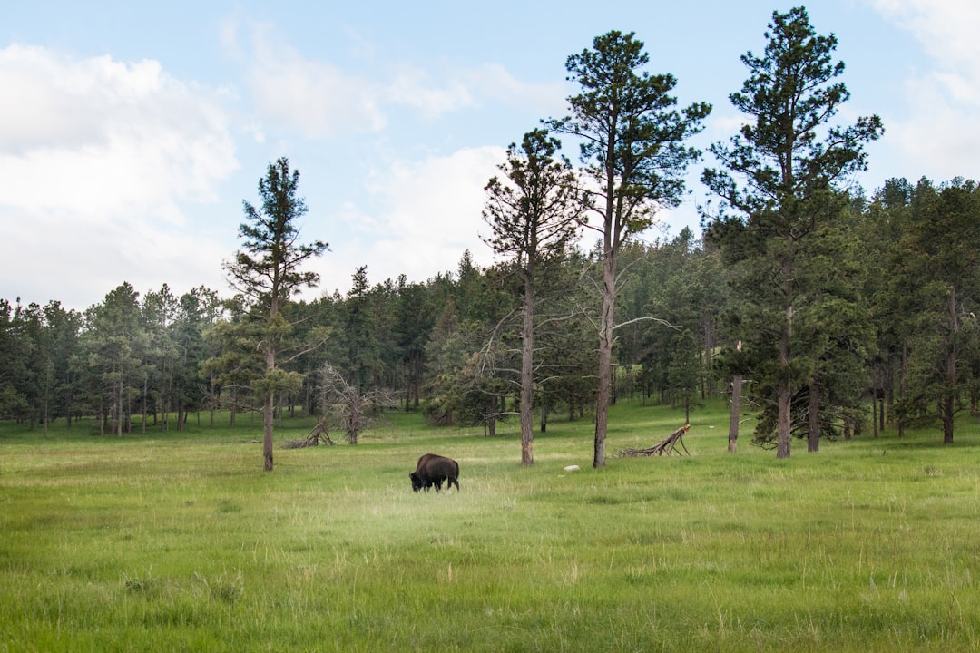 How to Turn Your South Dakota Land into Quick Cash Without a Realtor