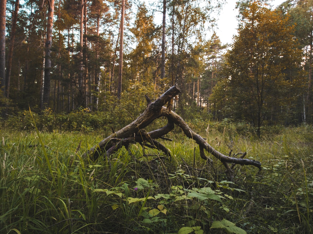 Title insurance for land purchase