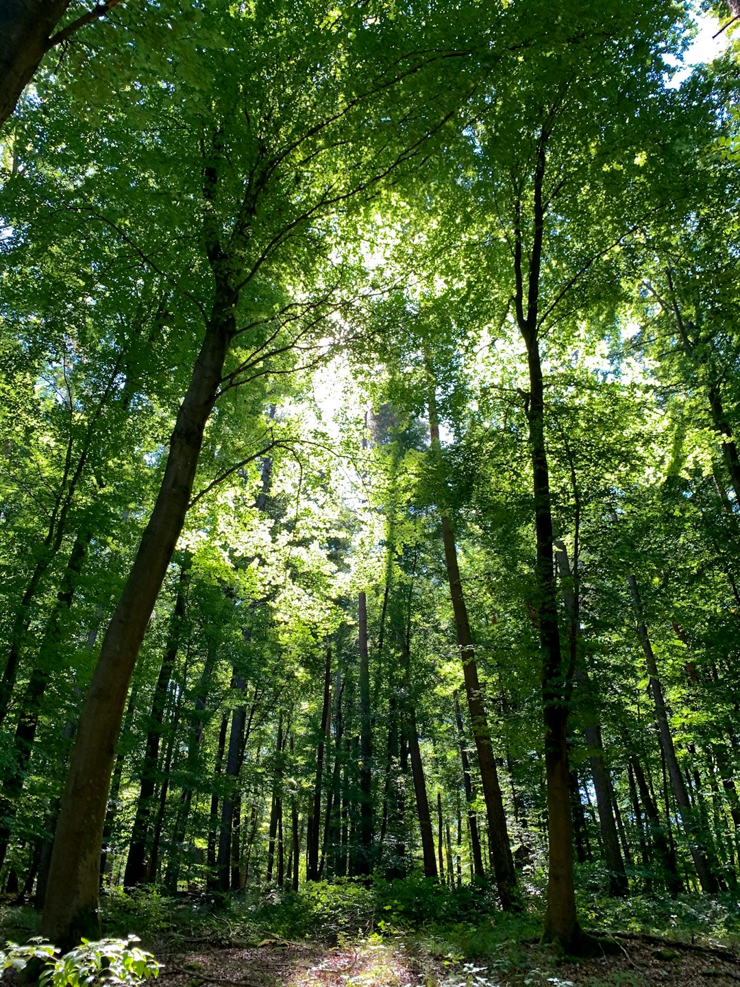 Marketing Your Untaught Land
