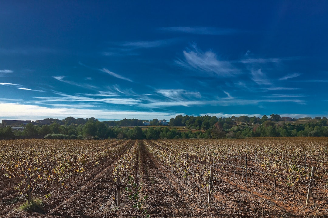 Selling agricultural land in Hawaii