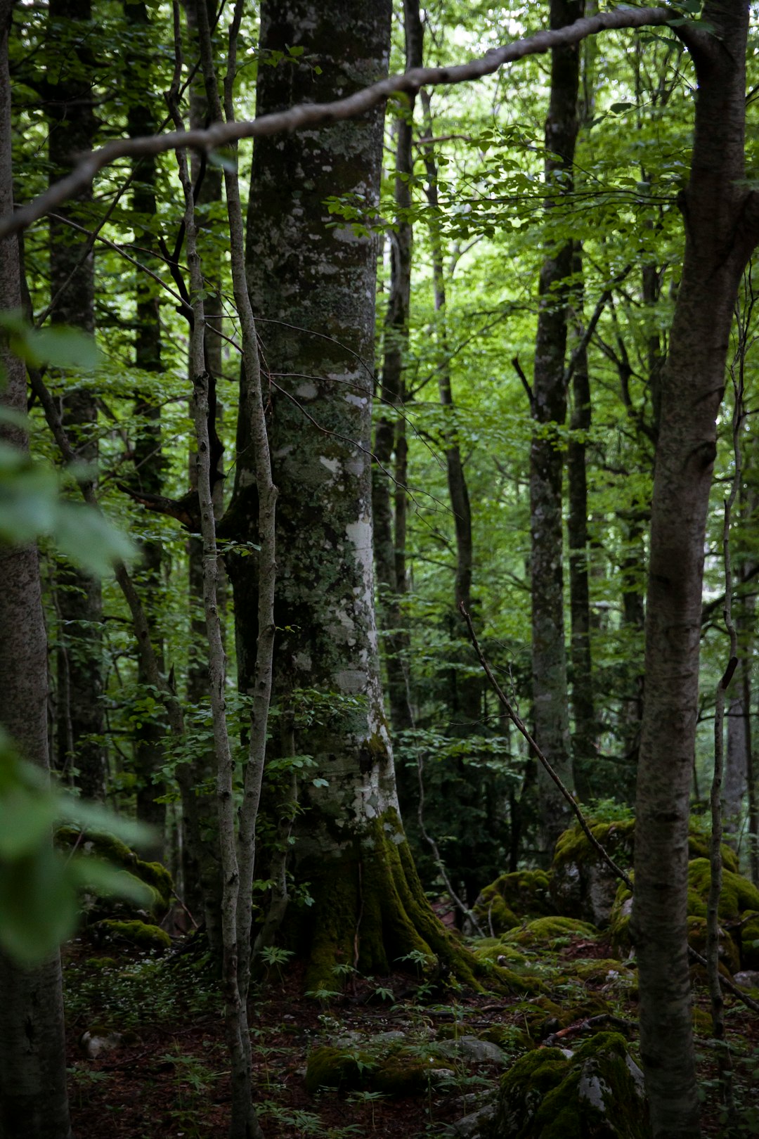 Maximizing Your Investment: Ohio Land for Farming and Hunting