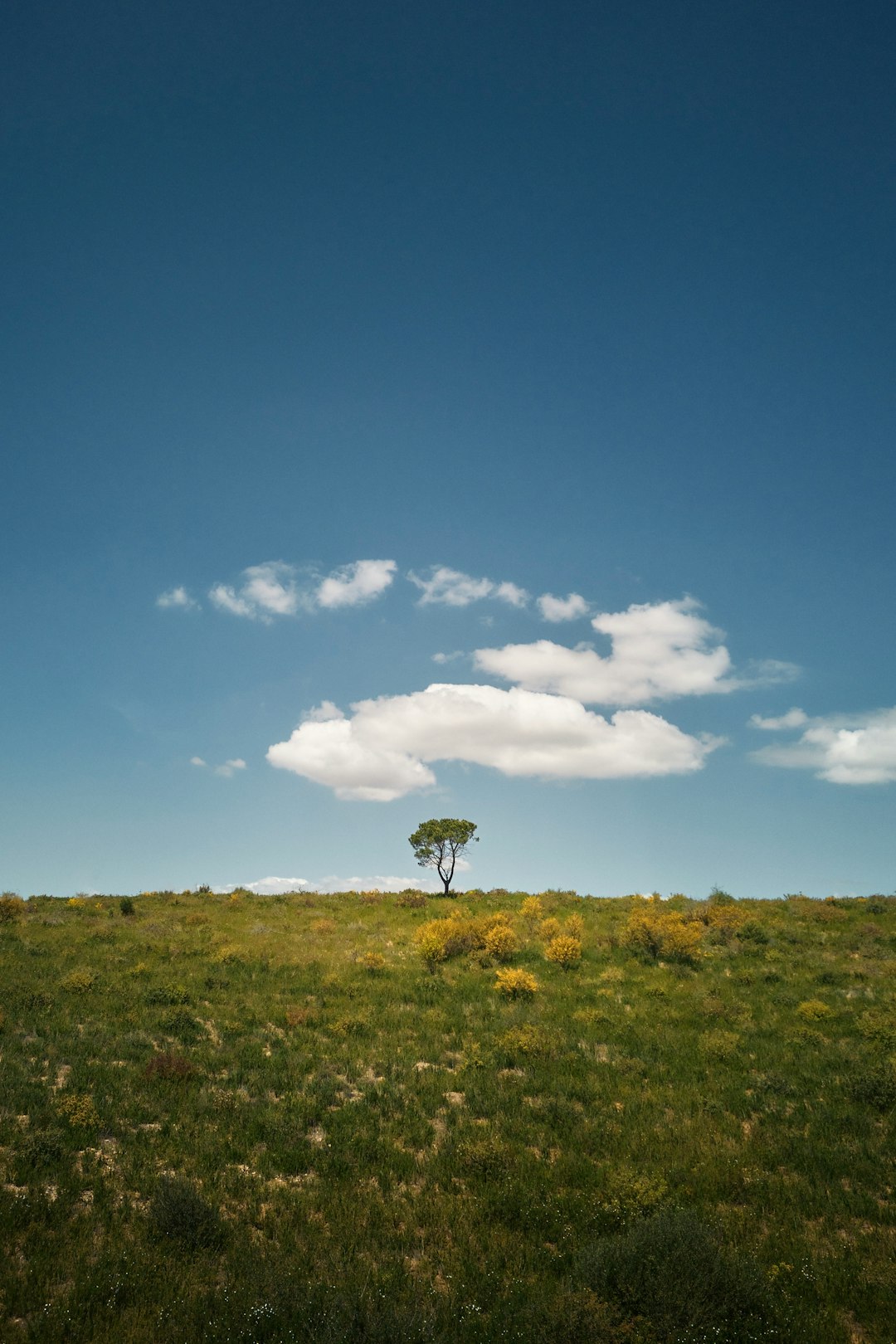 New Mexico's Climate and Environment