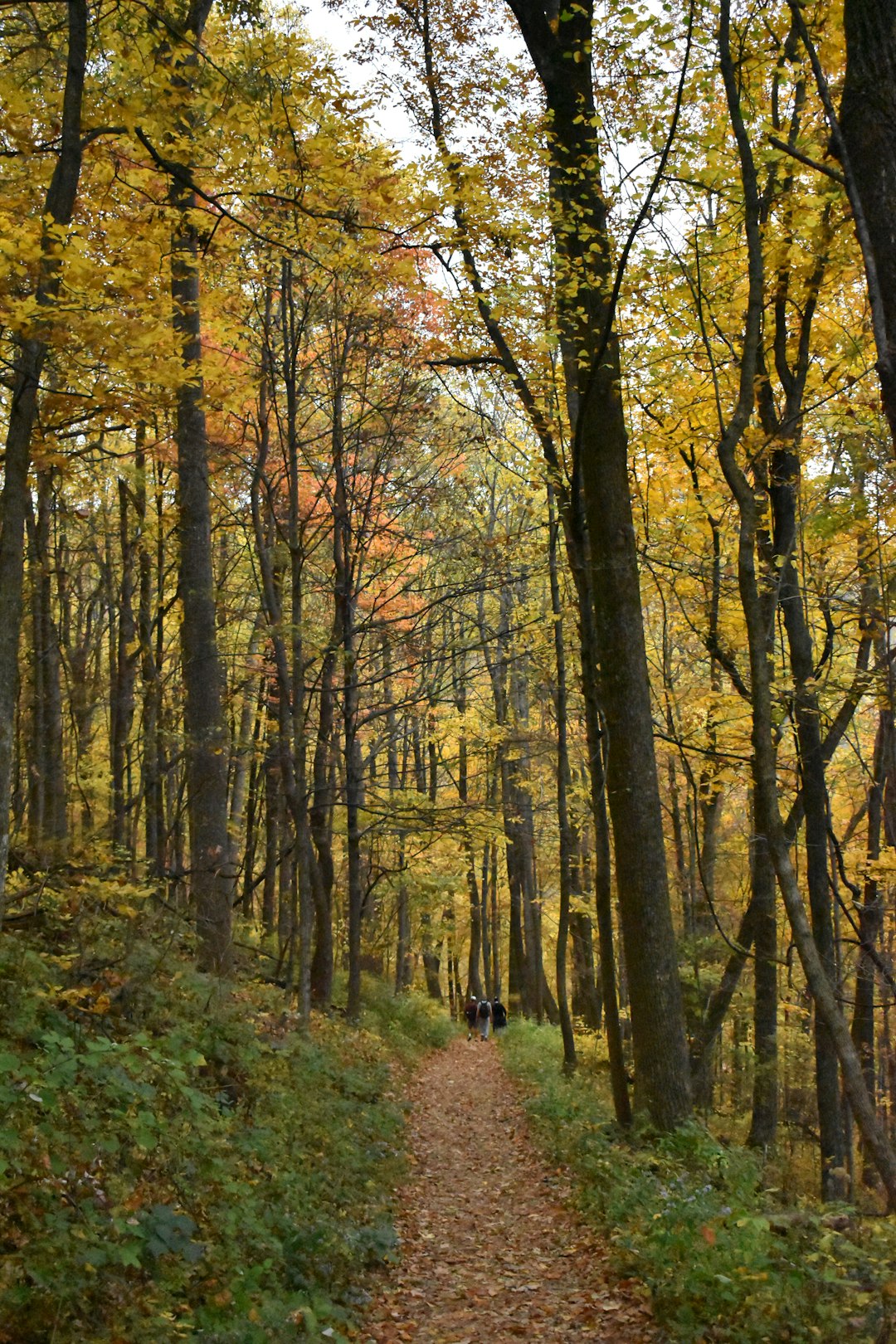 We buy land in West Virginia