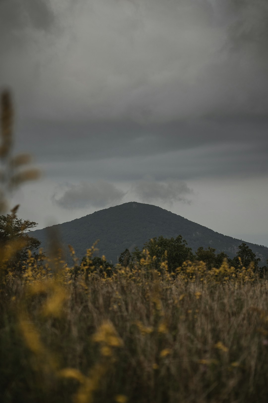 Sell agricultural land for cash in West Virginia